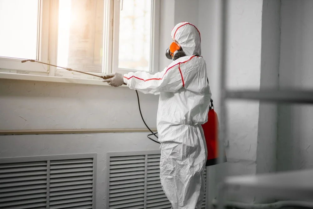 Professional mold remediation services in Beckville, TX